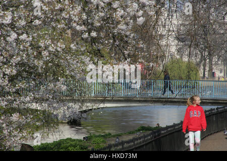 Londres, Royaume-Uni. Mar 27, 2017. Fleur de printemps sur les arbres dans le Regent's Park de Londres. Photo Date : Lundi, Mars 27, 2017. Crédit photo doit se lire : Crédit Roger Garfield/Alamy Live News Banque D'Images