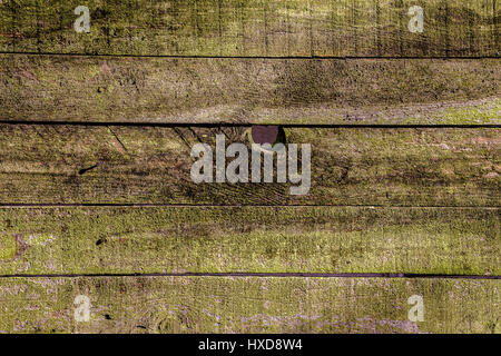 Mousse verte texture sur un mur en bois Banque D'Images