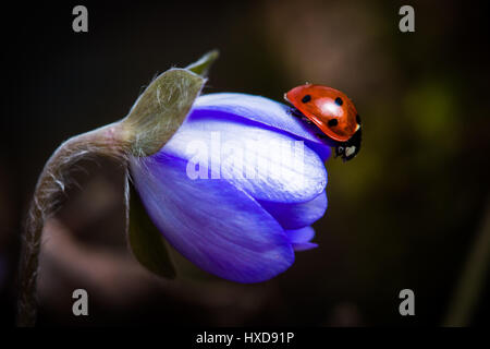 Beaucoup de détails lady bug sur une fleur Banque D'Images