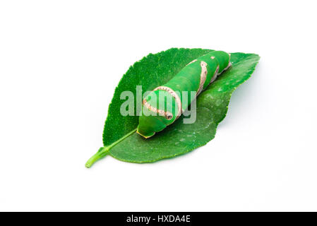 Daphnis Nerii mignon à gros plan/ Oleander Hawk-Moth sur fond blanc Banque D'Images