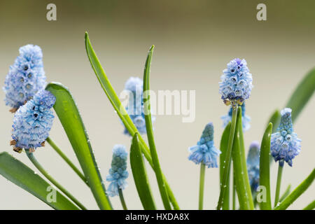 Fleurs bleu pâle de la lampe printemps hardy, Muscari azureum, l'un des muscaris Banque D'Images