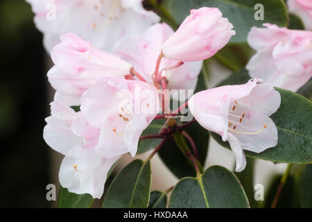 Del;icate fleurs Printemps rose et blanc de l'arbuste rustique, Rhododendron 'Brocade' Banque D'Images