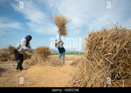 Le riziculteur à gagner de riz sur une rizière dans le nord de la ville dans le nord de Chiang Rai en Thaïlande. Banque D'Images