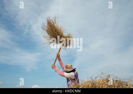 Le riziculteur à gagner de riz sur une rizière dans le nord de la ville dans le nord de Chiang Rai en Thaïlande. Banque D'Images