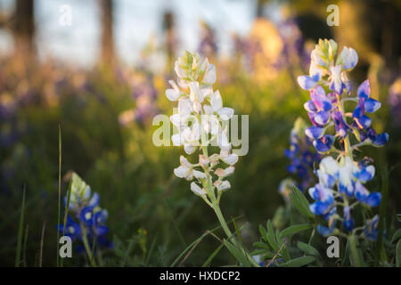 Bluebonnets rétroéclairé près de Brownwood au Texas. Bluebonnets sont un élément de base dans le Texas et un livre blanc est rare et bluebonnet tels un spectacle à voir entre le bleu. Banque D'Images