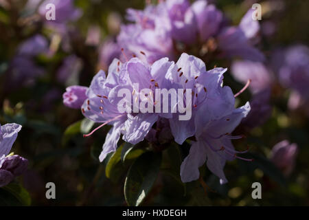 Rhododendron mauve en pleine floraison Banque D'Images