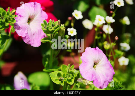 Petunia fleurs au printemps. Fleurs de pétunia violet sur parterres du jardin au printemps dans la lumière du soleil. Focus sélectif. Banque D'Images