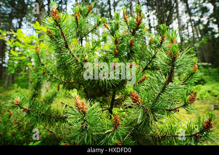 Cônes de conifères. Scots ou Scotch pine Pinus sylvestris le pollen des fleurs mâles sur un arbre qui pousse dans les forêts de conifères à feuilles persistantes. Occidentale, la Pologne. Banque D'Images