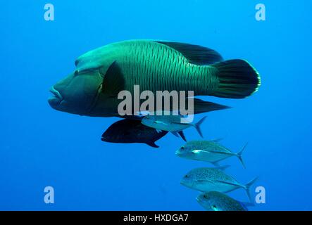 Napoléons et indo-pacifique, Jackfish Banque D'Images