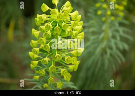 Bueautiful fleurs jaune profond déposée Banque D'Images