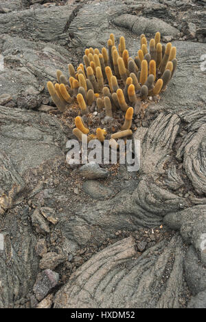 L'Equateur, Galapagos, l'île de Fernandina,,, Punta Espinoza, cactus de lave Banque D'Images
