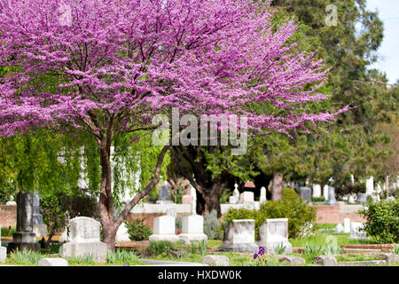 Cimetière Old Sacramento situé à Sacramento, Californie, États-Unis. Photos en couleurs illustrant les beaux aménagements paysagers de ce vieux cimetière. Banque D'Images