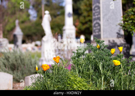 Cimetière Old Sacramento situé à Sacramento, Californie, États-Unis. Photos en couleurs illustrant les beaux aménagements paysagers de ce vieux cimetière. Banque D'Images