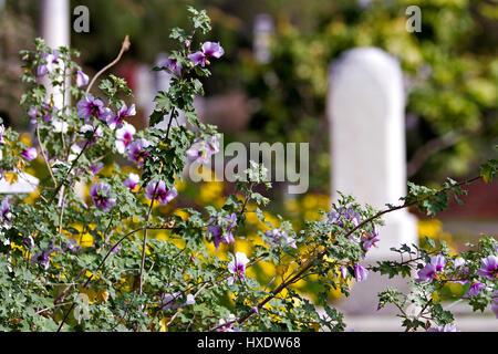 Cimetière Old Sacramento situé à Sacramento, Californie, États-Unis. Photos en couleurs illustrant les beaux aménagements paysagers de ce vieux cimetière. Banque D'Images