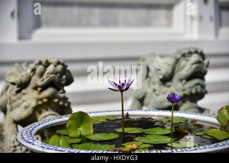 Water Lilly dans le temple de Wat Arun (Temple de l'aube). Thaïlande Banque D'Images