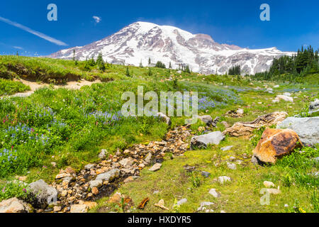 Le Mont Rainier, Washington avec champ de fleurs sauvages et d'eau en premier plan. Banque D'Images