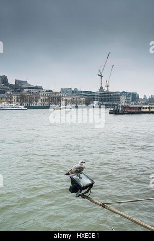 Seagull perché d'oiseaux de la faune de la rivière Thames Banque D'Images