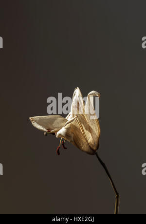 Un Flowerhead séché sur fond sombre Banque D'Images