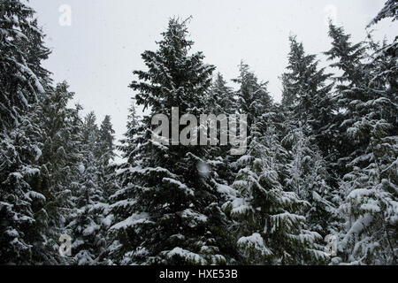 Low angle view of snow covered Trees sur beau jour de neige Banque D'Images