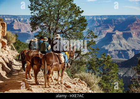 Les cavaliers et les mules sur Bright Angel Trail, le Parc National du Grand Canyon, Arizona USA Banque D'Images