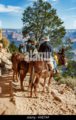 Les cavaliers et les mules sur Bright Angel Trail, le Parc National du Grand Canyon, Arizona Banque D'Images