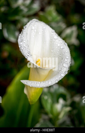 Stock photo de lis calla blancs avec des gouttes de pluie (gouttelettes d'eau) en vue côté jardin dans la pluie avec soft focus vert feuilles en arrière-plan flou. Banque D'Images