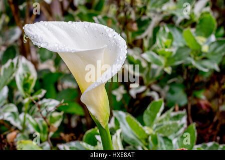 Dans la pluie, le jardin vue latérale du calla blanc avec des gouttes de pluie ou de gouttes d'eau une variété de feuilles d'hydrangea vert et blanc en arrière-plan flou Banque D'Images