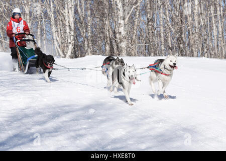 La péninsule du Kamchatka, Russie : Concours enfants Kamchatka Course de chiens de traîneau (Dyulin Beringia). Les jeunes chiens de traîneau est Bobryakov musher Kamchatka Yuri. Banque D'Images