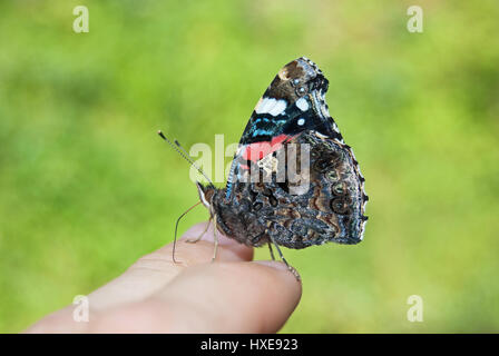 Vulcain (Vanessa atalanta) assis en toute confiance sur les doigts d'une personne et en suçant les minéraux avec sa trompe. Banque D'Images