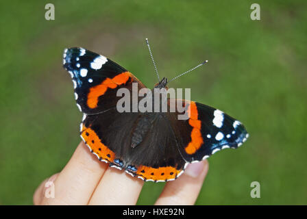 Vulcain (Vanessa atalanta) vue dorsale assis en toute confiance sur la main d'une personne de l'ampleur. Banque D'Images