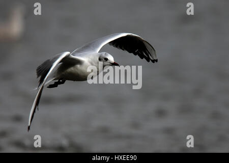 Mouette de Bonaparte, (Larus philadelphia), premier vol en hiver, lac de plaisance Helston, Cornwall, England, UK. Banque D'Images