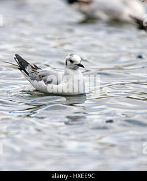 Mouette de Bonaparte, (Larus philadelphia), premier hiver, lac de plaisance Helston, Cornwall, England, UK. Banque D'Images