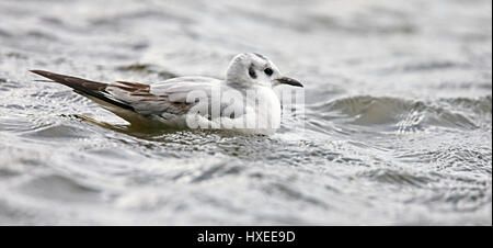 Mouette de Bonaparte, (Larus philadelphia), premier hiver, lac de plaisance Helston, Cornwall, England, UK. Banque D'Images