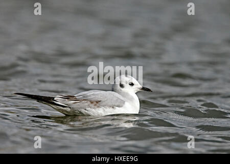 Mouette de Bonaparte, (Larus philadelphia), premier hiver, lac de plaisance Helston, Cornwall, England, UK. Banque D'Images