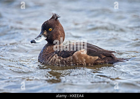 Fuligule morillon (Aythya fuligula), femme, Helston, Cornwall, England, UK. Banque D'Images