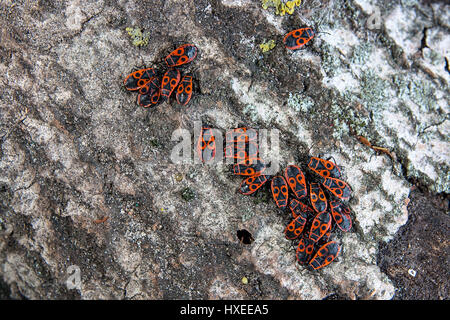 Colonie de firebugs, également connu sous le nom de pyrrhocoris apterus sur un tronc d'arbre, de mousse et de champignon poussant sur le vieil arbre. Banque D'Images