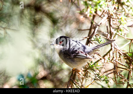 Fauvette sarde (Sylvia melanocephala), homme, péninsule d'Akamas, à Chypre. Banque D'Images