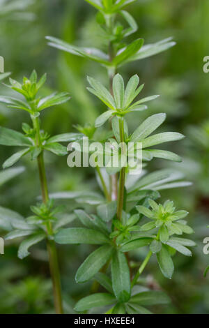 Kleinblütiges Wiesen-Labkraut, Wiesenlabkraut, Blatt, Blätter vor der Blüte, Gemeines Labkraut Labkraut, Klein-Wiesen-, Galium mollugo, gratteron, couverture Banque D'Images