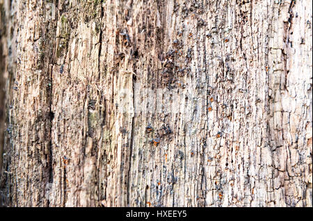 Weathered rugueux texture obsolètes fissuré fond de bois Banque D'Images