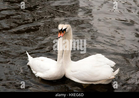 Affectueux de cygnes dans un lac photographié à Bruges, Belgique Banque D'Images