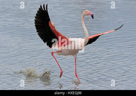 Flamant rose l'atterrissage dans l'eau pris dans la Camargue France Banque D'Images