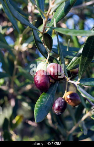 Branche d'olivier avec olives noires dans le Péloponnèse, Grèce Banque D'Images