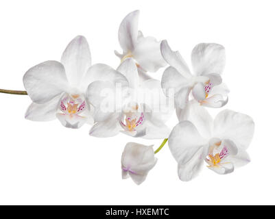 Rameau en fleurs orchidées, phalaenopsis est isolé sur fond, Close up, make up Banque D'Images