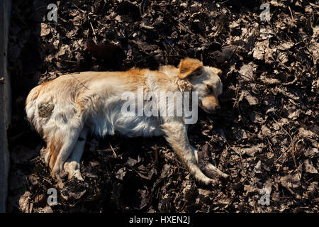 Chien errant se reposant dans le soleil d'automne sur un lit de feuilles tombées Banque D'Images