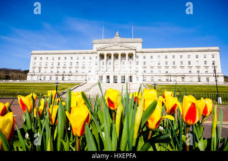 Les tulipes à l'extérieur des édifices du Parlement, de Stormont, à Belfast, accueil de l'Assemblée d'Irlande du Nord. Banque D'Images