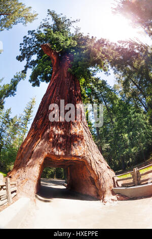 Arbre séquoia immense avec tunnel dans les parcs d'État et national Redwood, Californie, USA Banque D'Images