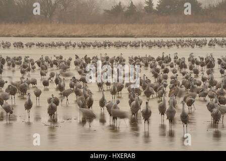 Parmi les grandes migrations, les Grues du Canada sur la rivière Platte de l'Iain Nicolson Audubon Center à Rowe Sanctuaire, Kearney, Nebraska. Banque D'Images