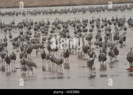 Parmi les grandes migrations, les Grues du Canada sur la rivière Platte de l'Iain Nicolson Audubon Center à Rowe Sanctuaire, Kearney, Nebraska. Banque D'Images