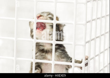 Libre d'une main d'élevage chaton pleurer pour la nourriture dans un panier de l'EFP Banque D'Images