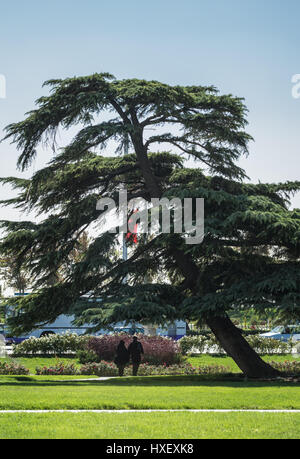 Arbre sur la place Azadi de Téhéran, ville capitale de l'Iran et la province de Téhéran Banque D'Images